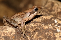 3746 Rana latestei (Rana di Lataste)